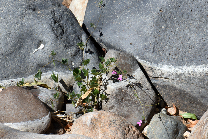 Slimjim Bean prefers rocky soils and grows on slopes, canyons and walls. Slimjim Bean is found at elevations from 1,000 to 4,000 feet (305-1219 m). It is found in the southwestern United States in AZ, CA, NM and TX. It is also native to Baja California and northwest Mexico.  Phaseolus filiformis